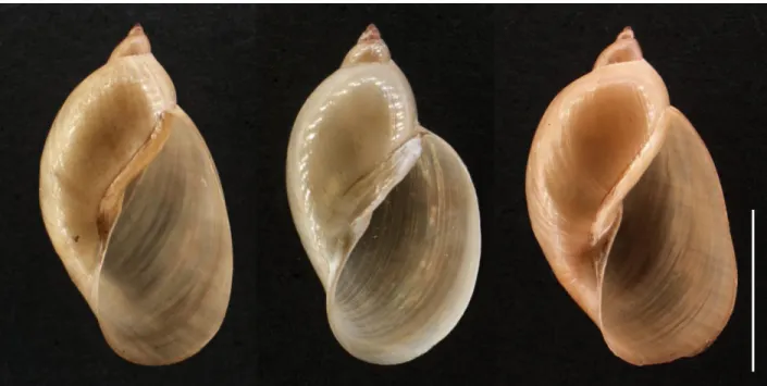Figure 3.9:  Shells of L. natalensis (UKZN Pond) showing the variation found in the population, scale bar  10 mm.
