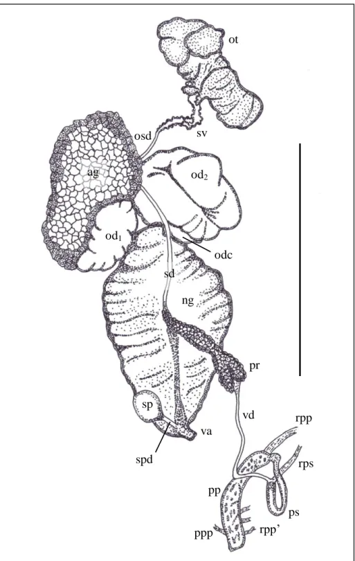 Figure 3.15:  Reproductive anatomy of L. natalensis (UKZN Pond), scale bar 10 mm. 
