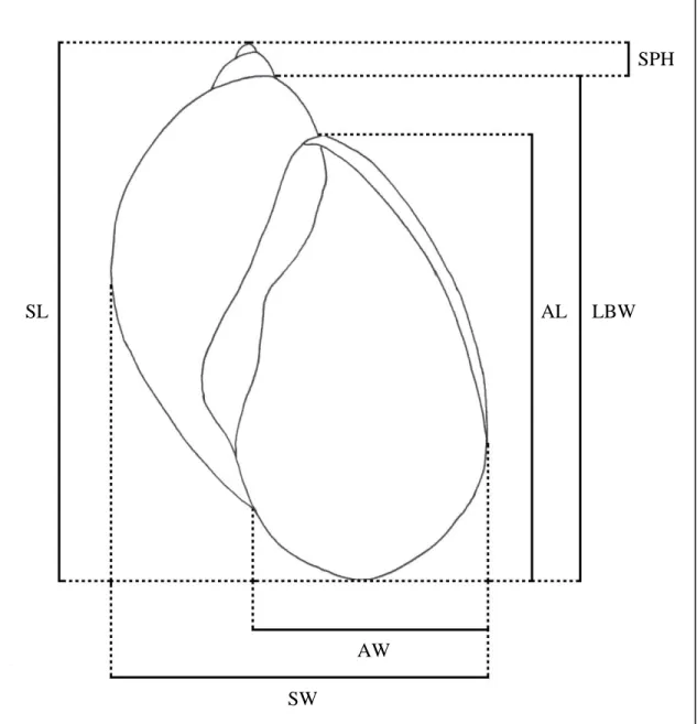 Figure 4.5:  Schematic drawing of the six shell characters used for the traditional morphometric approach.