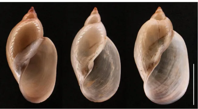 Figure 4.6:  Shells of R. rubiginosa (Amatikulu) showing the variation found in the population, scale bar 10  mm