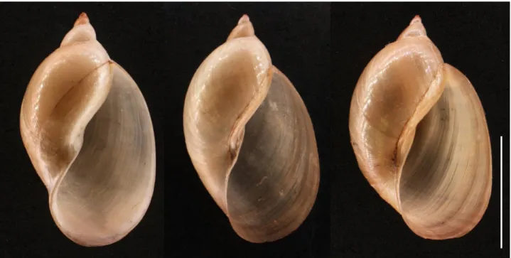Figure 4.8:  Shells of L. natalensis (Greyville Pond) showing the variation found in the population, scale  bar 10 mm