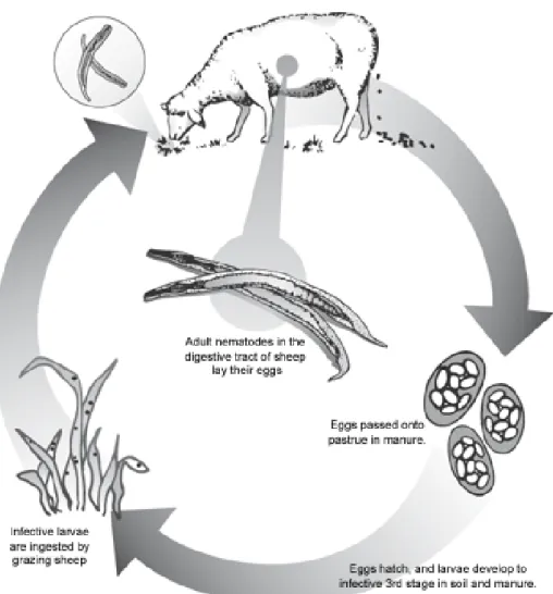 Figure 2.1: Lifecycle of gastrointestinal nematode of sheep   Source: Scheuerle (2009) 