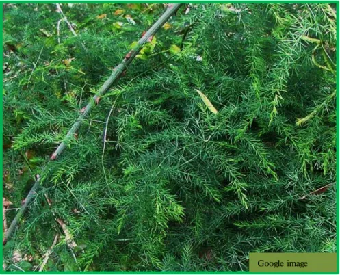 Figure 1.8: Asparagus africanus (DEEDI, 2011) 