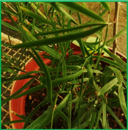 Figure  1.9: Asparagus falcatus 