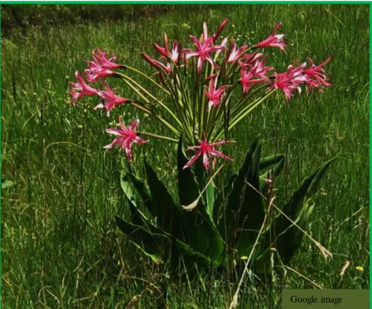 Figure  1.10: Brunsvigia grandiflora (McMASTER et al., 2010) 