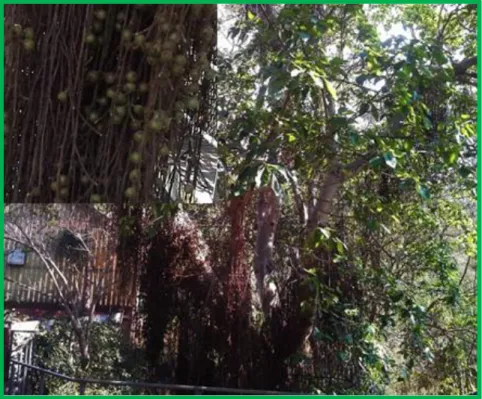 Figure  1.11: Ficus sur. Inset shows the fruit  of Ficus sur. 