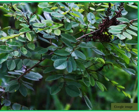 Figure  1.12: Indigofera arrecta (HYDE  et al., 2014) 