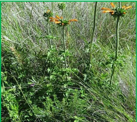 Figure  1.13: Leonotis intermedia  