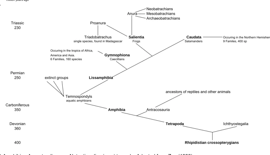 Figure 1.1  Amphibian Ancestry diagram. Note: time line is not to scale. Adapted from Zug (1993).