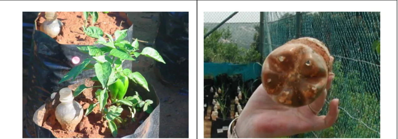 Figure 2.4: Example of the technique used  to provide sub-surface irrigation of crops  using a perforated 500 mL plastic bottle 