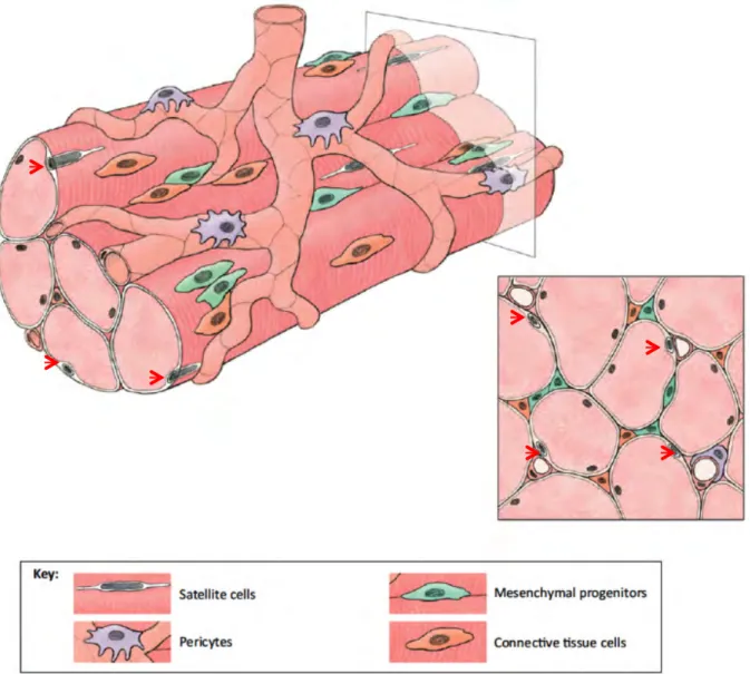 Figure 1.1: Satellite cell localization. Skeletal muscle is made up of densely packed, parallel myofibers