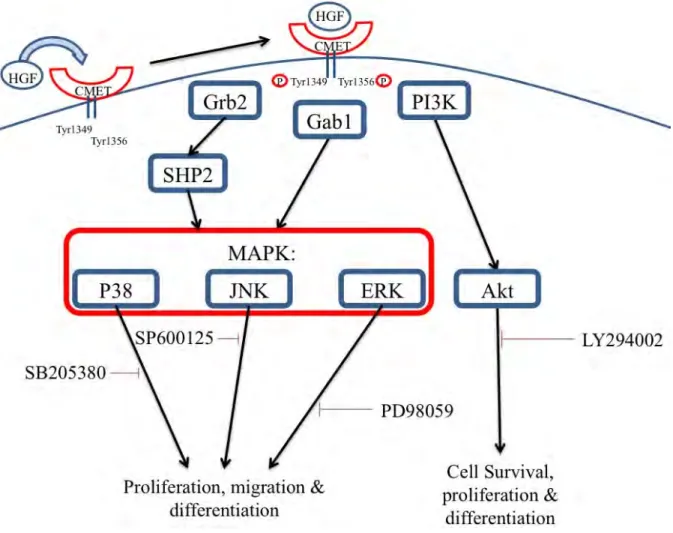 Figure 1.5: Schematic representation of c-Met activated signalling in response to HGF