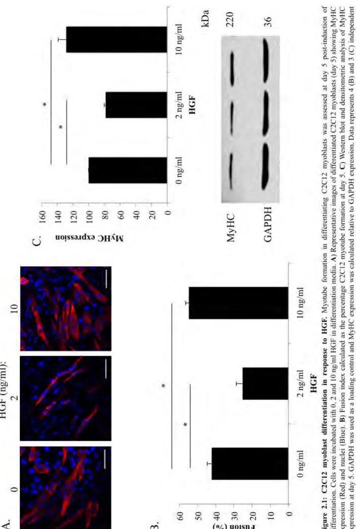 Figure 2.1: C2C12 myoblast fusion and MyHC expression in response to HGF. 