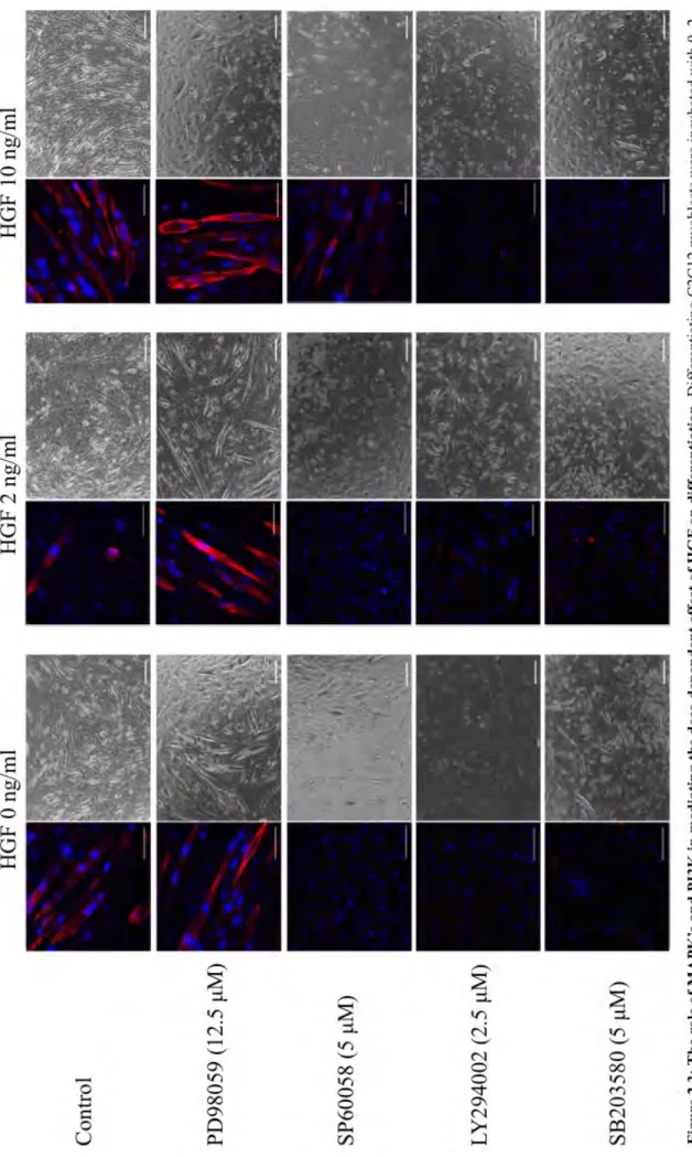 Figure  2.3:  The  role  of  MAPK’s  and  PI3K  in  mediating  the  dose-dependent  effect  of  HGF  on  differentiation 