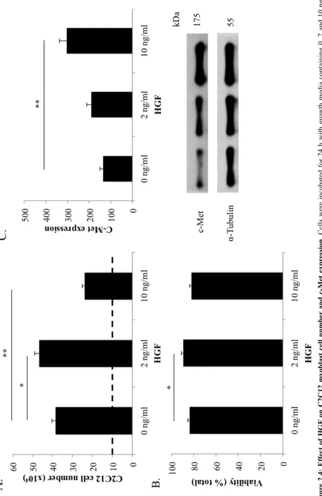 Figure 2.4: HGF regulates C2C12 myoblast proliferation; C-Met expression and viability of C2C12 cells