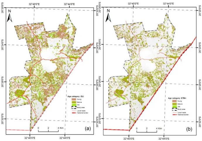 Figure 3.6: Age specific thematic maps for coffee produced from (a) Landsat 8 OLI and (b)  Landsat ETM+