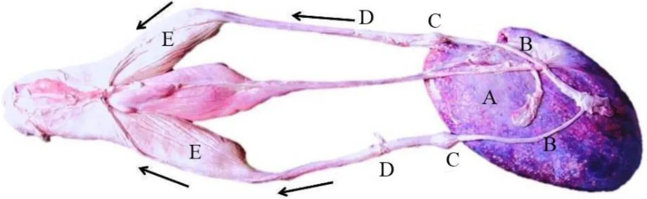 Figure 2.3: Reproductive tract of female C. taurus. The bi-tract consists of the A) 404 