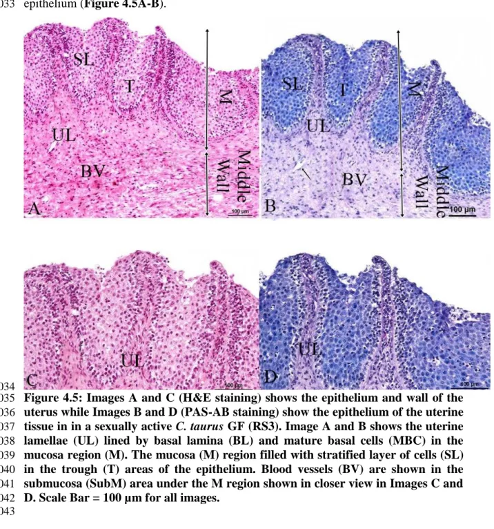 Figure 4.5: Images A and C (H&amp;E staining) shows the epithelium and wall of the 2035 