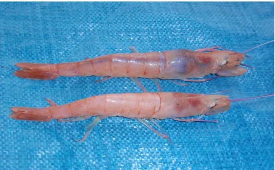 Figure 2.6. Colour change of female H. triarthrus ovaries, visible as a bright blue mass in the  top prawn (ripe), and as a faint thin line in the bottom prawn (inactive/immature)  (Photo by S