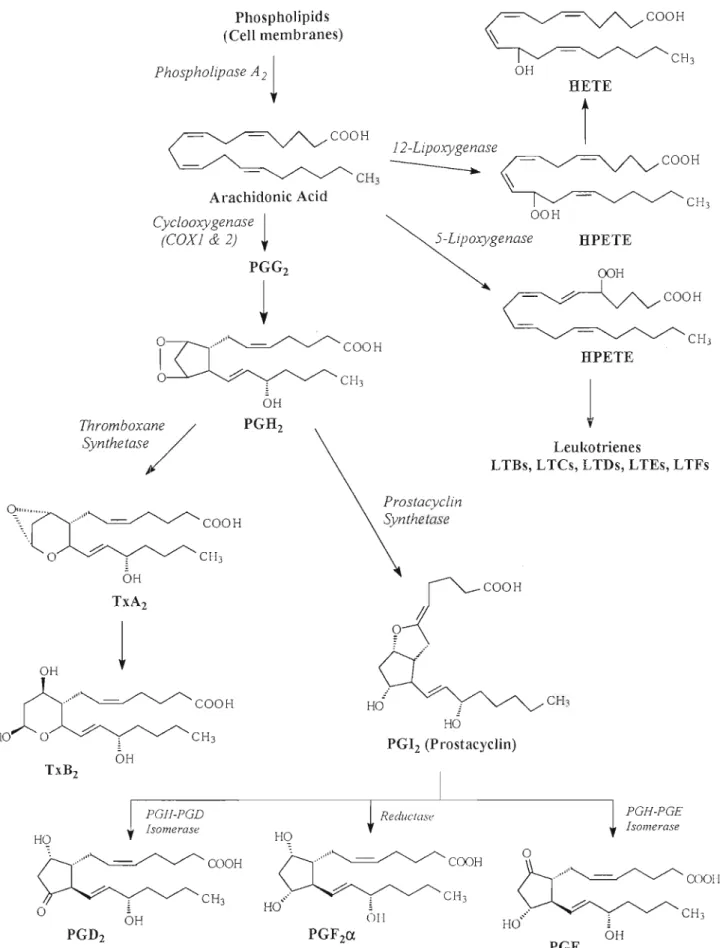 Figure 1. Biosynthesis of eicosanoids (DeRUITER, 2002)