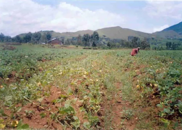 Fig. 2.13. A farmers’ bean field in Kisoro showing yellowing due to bean root rot. 