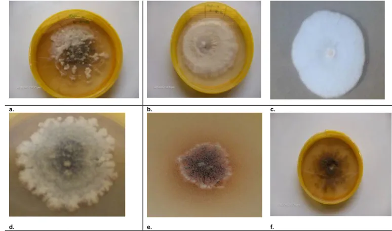 Fig. 3.5. Different types of Fusarium solani f. sp. phaseoli cultures obtained on  PDA medium