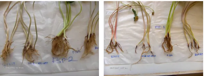 Fig. 3.11. Symptoms caused by Isolate FSP-2 at 2w after  planting on varieties G1459, MLB-49-89A, K132, and  RWR719