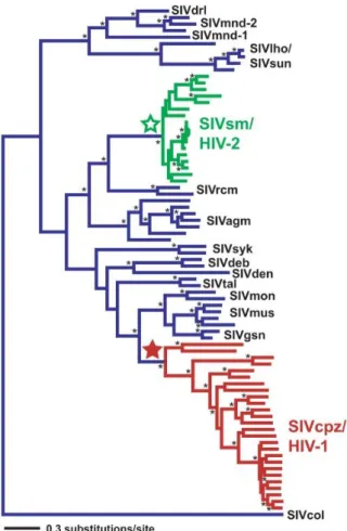 Figure  1.2  Phylogeny  of  the  SIV  and  HIV  env  locus.  Green  indicates  lineages  SIVsm/HIV-2  lineages and red indicates SIVcpz/HIV-1 lineages