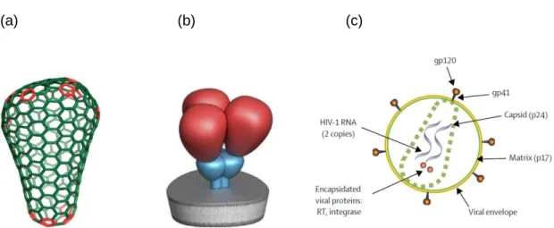 Figure 1.5 Physical structure of HIV Virion (a). Conical nature of virion core, taken from Ganser- Ganser-Pornillos et al