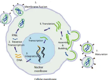 Figure  1.6  Life  cycle  of  Human  immunodeficiency  virus.  (1)  Envelope  surface  glycoprotein  binds to the CD4 host cell receptor