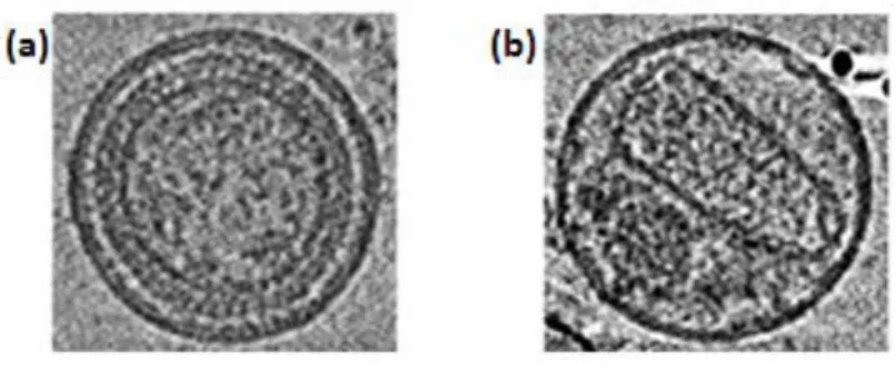 Figure  1.7  Physical  maturation  of  HIV  virion.  Post  budding  processing  of  the  Gag  polyprotein  precursor  by  HIV  Protease  induces  an  irreversible  conformation  change  resulting  in  a  morphologically  distinct  fully  mature  infectious