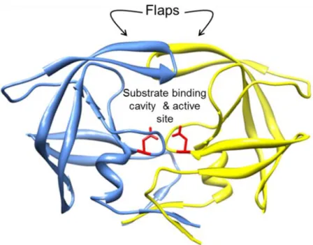 Figure  1.10  Crystal  structure  of  HIV-1  subtype  C  protease  (protein  database  ID:  2R5Q)