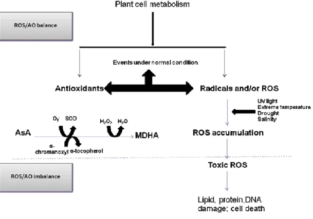 Figure  1:  Schematic  diagram  of  the  antioxidant  activity  and  free  radical  production  under  normal  and  stressful conditions (Tesfay et al., 2010)