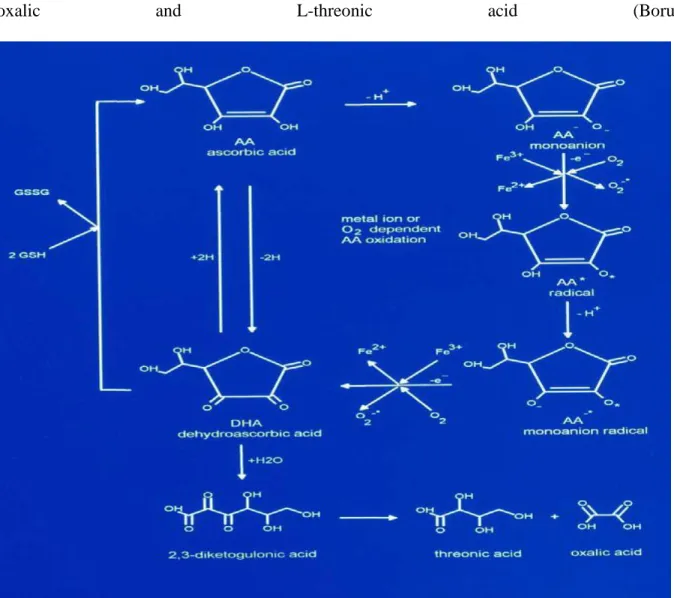 Figure 2: Ascorbate redox cycle and catabolic pathways (Borut &amp; John, 2009). 