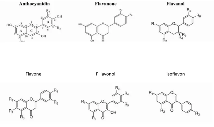 Figure 3: Different structures of phenolics, and flavonoids (Jin &amp; Russell, 2010)
