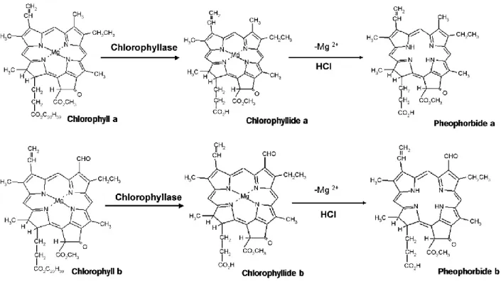 Figure 5: Chlorophyll a and chlorophyll b are converted into their respective derivative