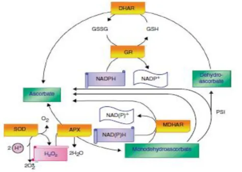 Figure 7: Ascorbate-glutathione cycle in terrestrial plants. Where enzymatic antioxidants scavenge H 2 O 2  to  H 2 O and O 2   (Hossain et al., 2011)