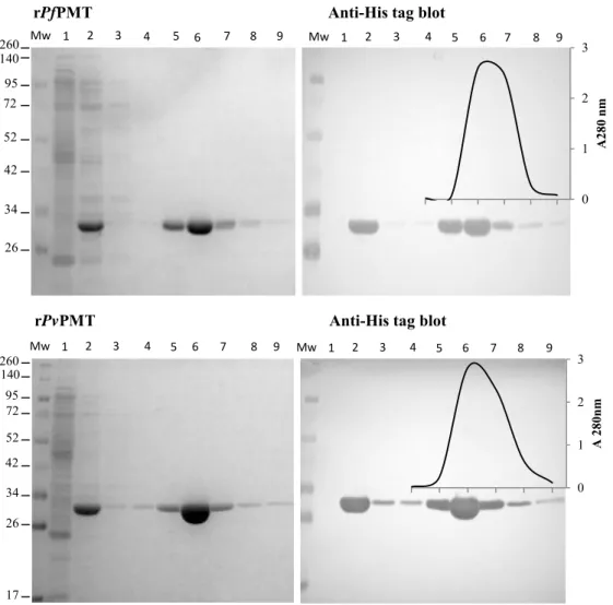 Assessing The Recombinant Plasmodium Proteins’ Native Structures