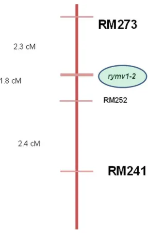 Figure 1.6:  Schematic representation of the  area containing the  rymv1-2 resistance gene on ric e  Chromosome 4 