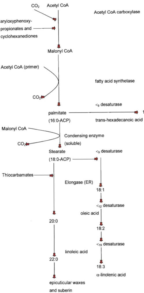 Figure 4: Fatty acid biosynthesis in plants (Cobb, 1992).