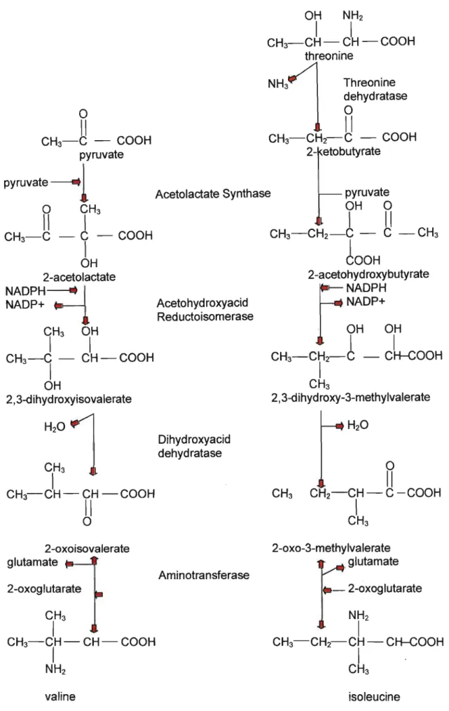Figure 10: Biosynthesis of branched-chain amino acids (Cobb, 1992).