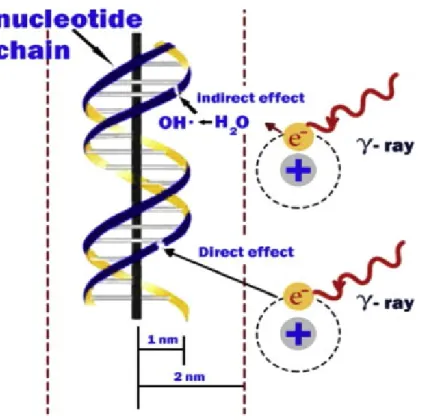 Figure 2.4: Direct and indirect actions of ionizing radiations[20]