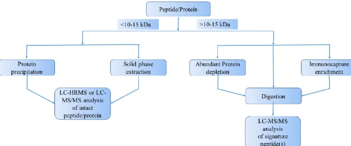 Figure 3. Generalized workflow of peptide/protein quantification by LC-MS 