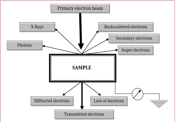 Figure 1.3:  An illustration showing the detectable signals that arise when the primary  electron beam interacts with the sample 24