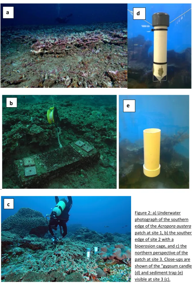 Figure 2: a) Underwater  photograph of the southern  edge of the Acropora austera  patch at site 1, b) the southern  edge of site 2 with a 