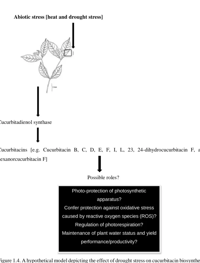 Figure 1.4. A hypothetical model depicting the effect of drought stress on cucurbitacin biosynthesis  and possible roles