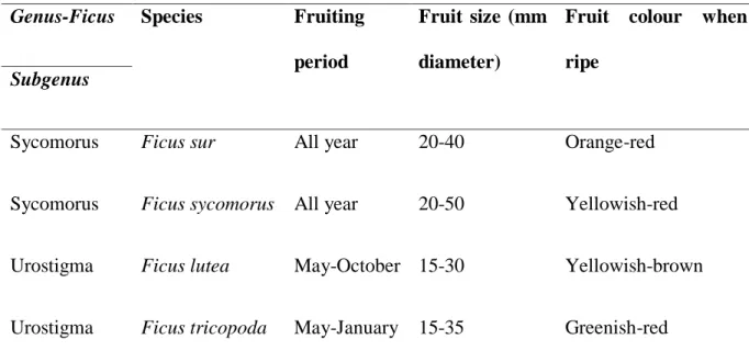 Table 4.1 Characteristics of the Ficus species used in the present study  Genus-Ficus   Species  Fruiting 