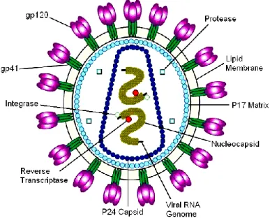 Figure 1: Structure of HIV virion [USA. Fed. Gov.]. 