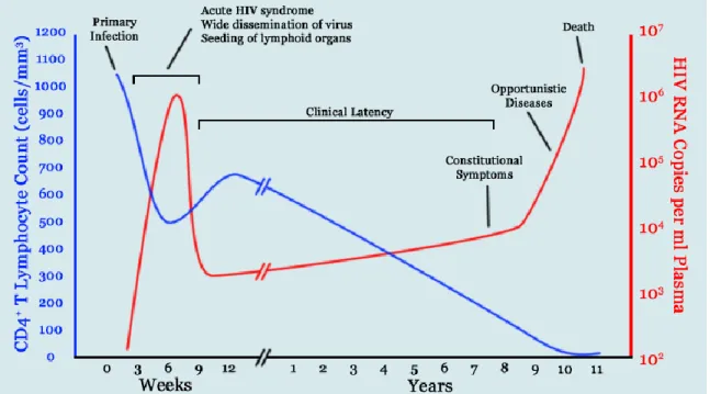Figure 3: Graph of generalised HIV disease progression [Wikimedia Commons]. 