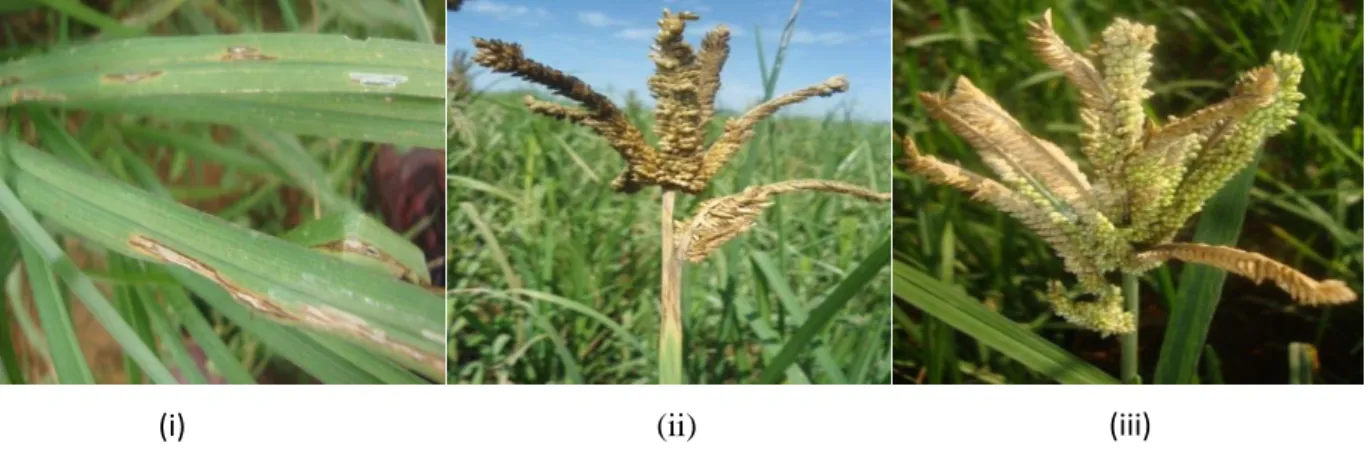 Figure 1.7-1: (i) Leaf blast   (ii) Neck blast and (iii) Finger blast symptoms